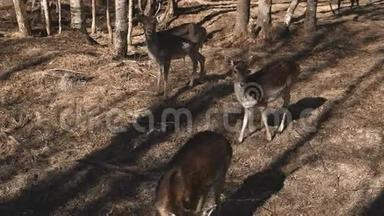 秋天，<strong>小鹿</strong>在森林里散步。 棕色的<strong>小鹿</strong>在草地上觅食。